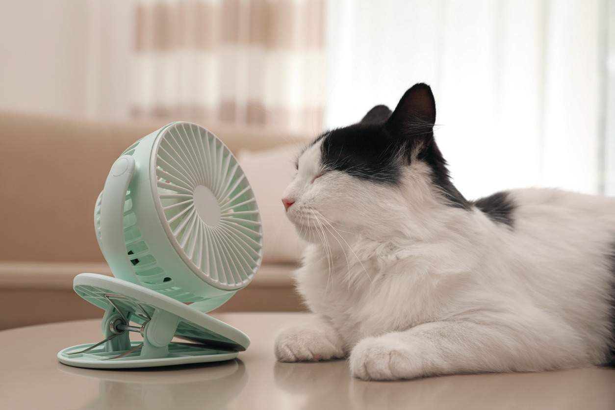 Nova tecnologia da Baidu permite que miados de gatos sejam transformados em fala humana