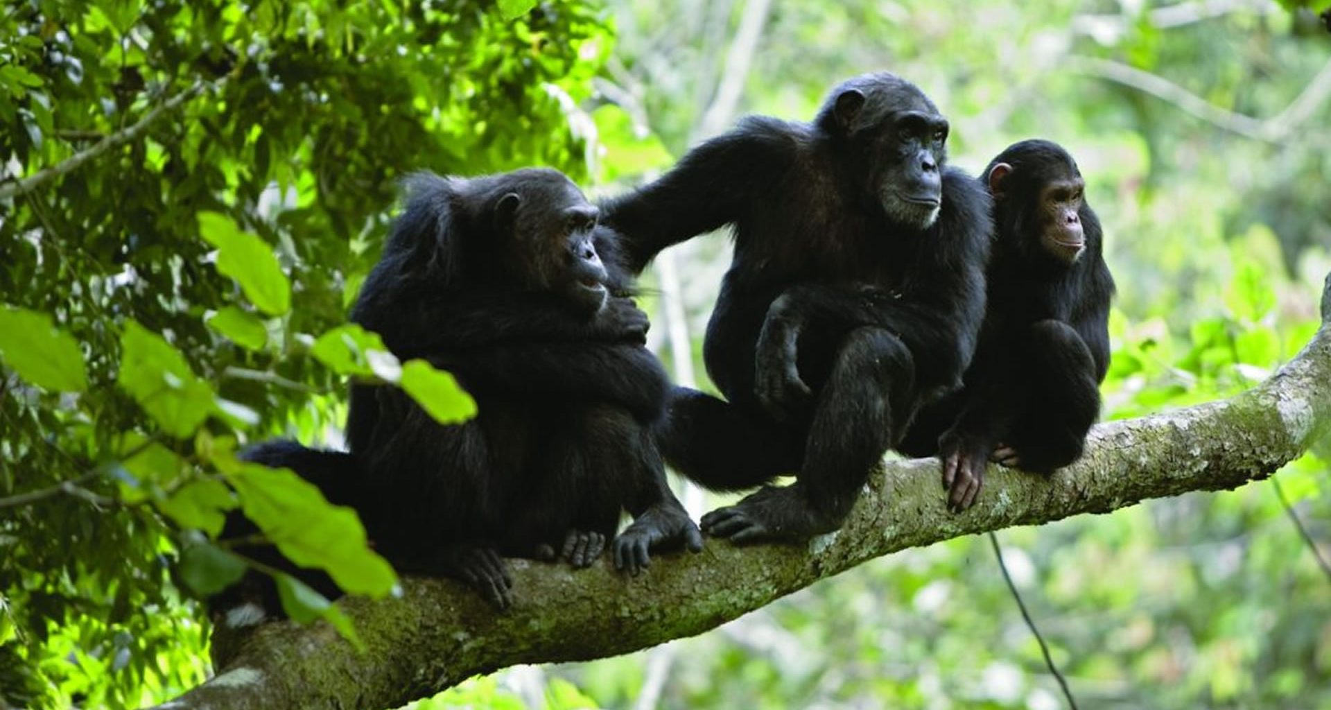 Batuque na selva: Chimpanzés usam tambor para se comunicar entre grupos na floresta
