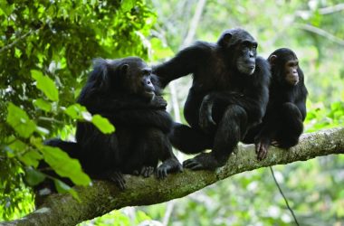 Batuque na selva: Chimpanzés usam tambor para se comunicar entre grupos na floresta