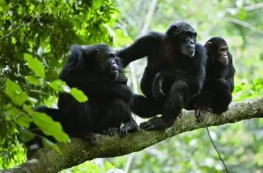 Batuque na selva: Chimpanzés usam tambor para se comunicar entre grupos na floresta