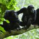 Batuque na selva: Chimpanzés usam tambor para se comunicar entre grupos na floresta