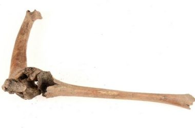 Novo estudo revela como os vikings cuidavam de pessoas com deficiência: pesquisa surpreende historiadores