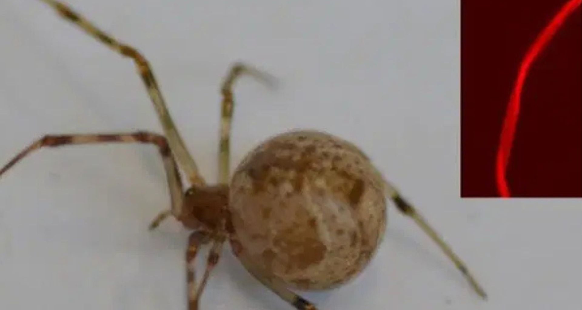 Cientistas criam aranha geneticamente modificada que produz teia brilhante vermelha pela primeira vez