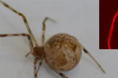 Cientistas criam aranha geneticamente modificada que produz teia brilhante vermelha pela primeira vez