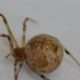 Cientistas criam aranha geneticamente modificada que produz teia brilhante vermelha pela primeira vez