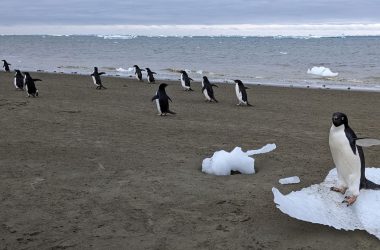 Cocô de pinguim turbina formação de nuvens na Antártida