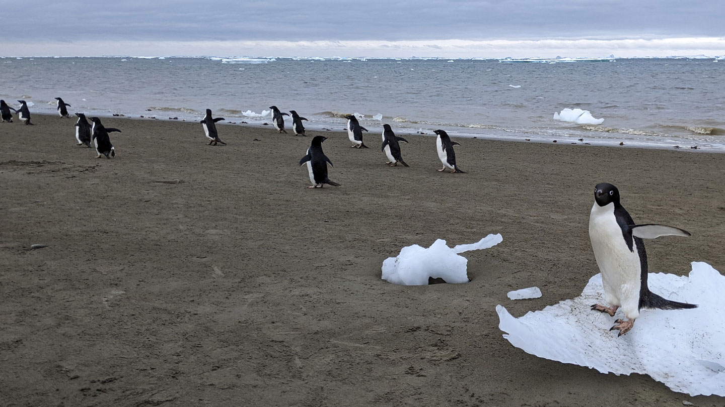Cocô de pinguim turbina formação de nuvens na Antártida