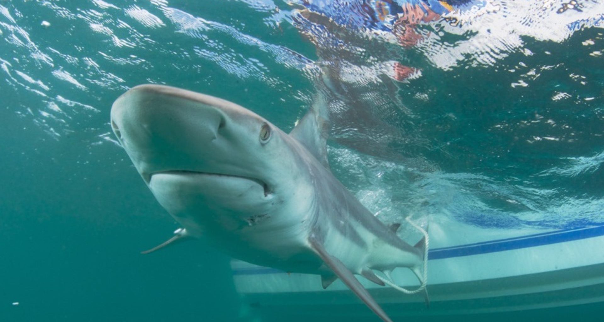 "Arquitetura de Tubarão": Como a cartilagem desses peixes cria força insuperável