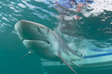 "Arquitetura de Tubarão": Como a cartilagem desses peixes cria força insuperável