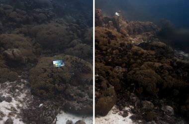 Algoritmo revolucionário restaura cores reais de fotos subaquáticas, eliminando o efeito da água