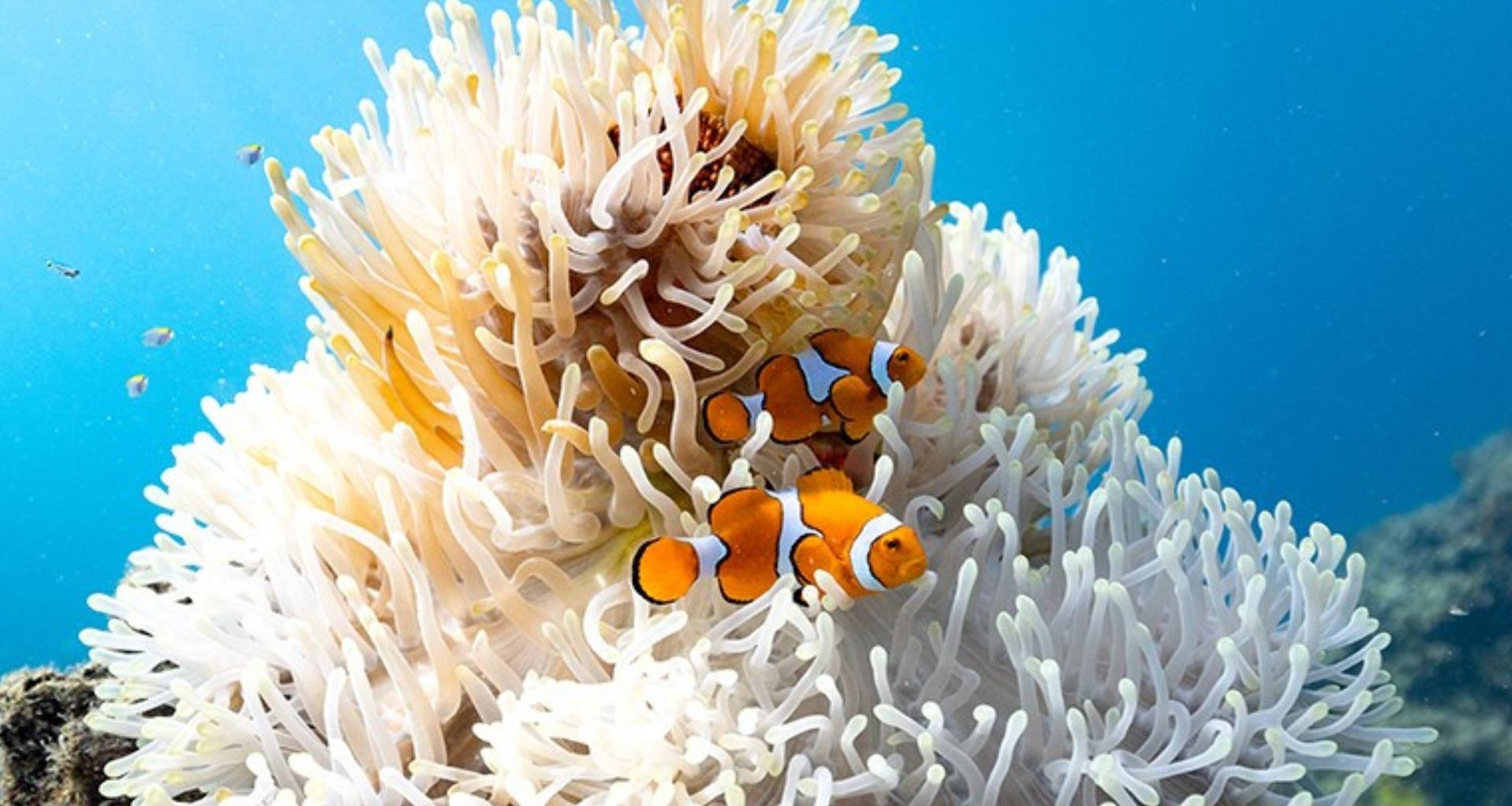 Procurando Nemo menor? Peixe-palhaço diminui de tamanho para sobreviver ao aquecimento do mar, revela estudo
