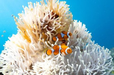 Procurando Nemo menor? Peixe-palhaço diminui de tamanho para sobreviver ao aquecimento do mar, revela estudo