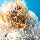 Procurando Nemo menor? Peixe-palhaço diminui de tamanho para sobreviver ao aquecimento do mar, revela estudo