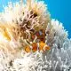 Procurando Nemo menor? Peixe-palhaço diminui de tamanho para sobreviver ao aquecimento do mar, revela estudo