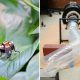 Robôs inspirados em cobras e insetos se unem para fazer o que humanos não conseguem