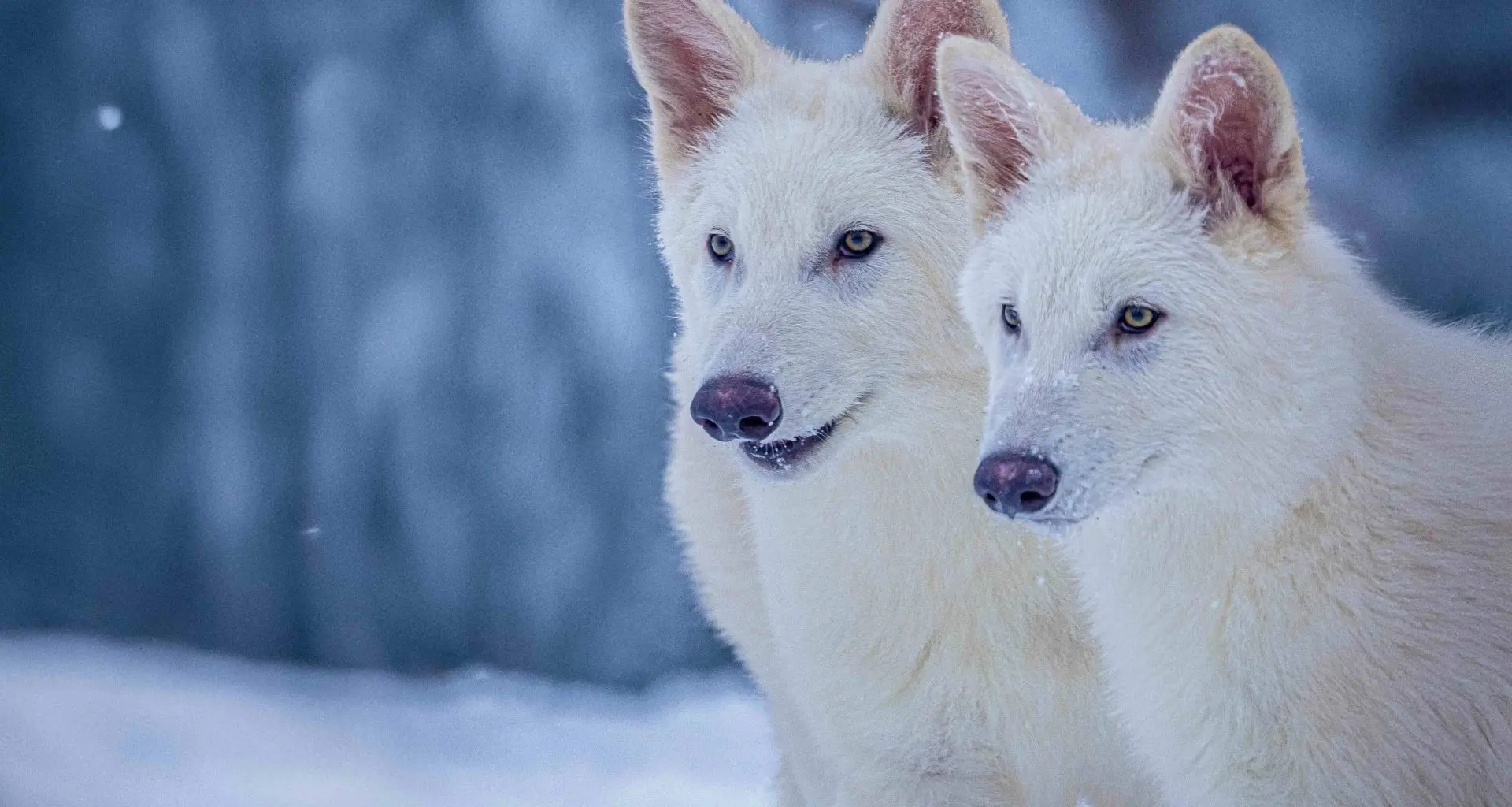 Empresa de clonagem de extintos não pode querer tudo ao mesmo tempo