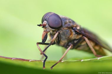Cientistas criam visão artificial inspirada em insetos usando Inteligência Artificial
