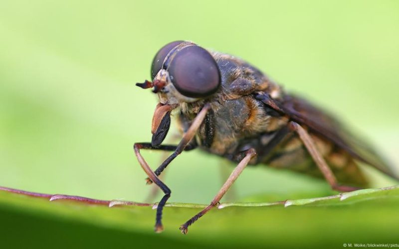 Cientistas criam visão artificial inspirada em insetos usando Inteligência Artificial