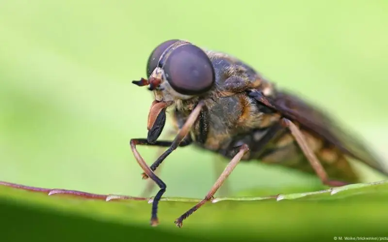Cientistas criam visão artificial inspirada em insetos usando Inteligência Artificial