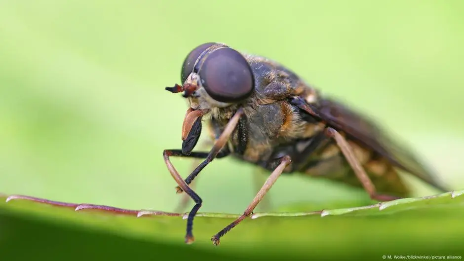 Cientistas criam visão artificial inspirada em insetos usando Inteligência Artificial