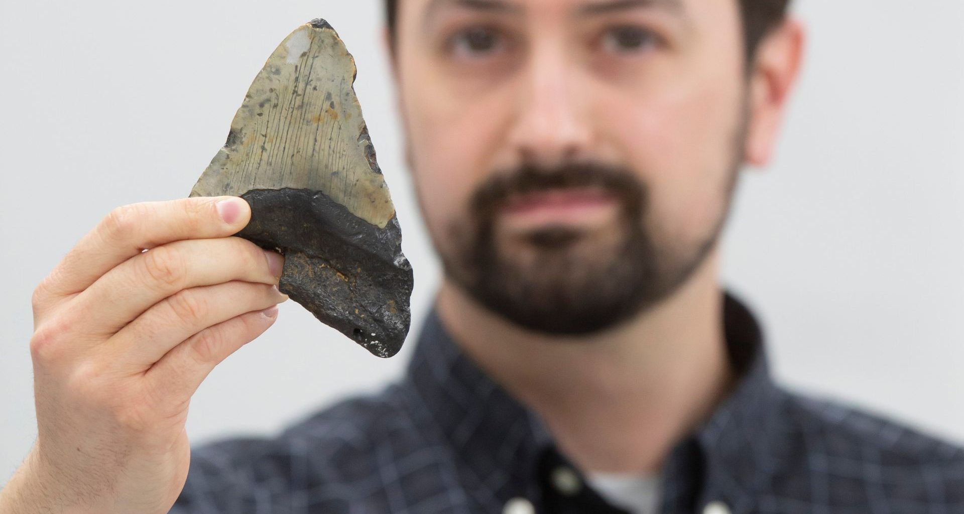 Cardápio secreto do Megalodon: Predador gigante não comia só baleias