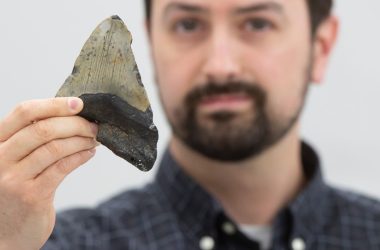 Cardápio secreto do Megalodon: Predador gigante não comia só baleias