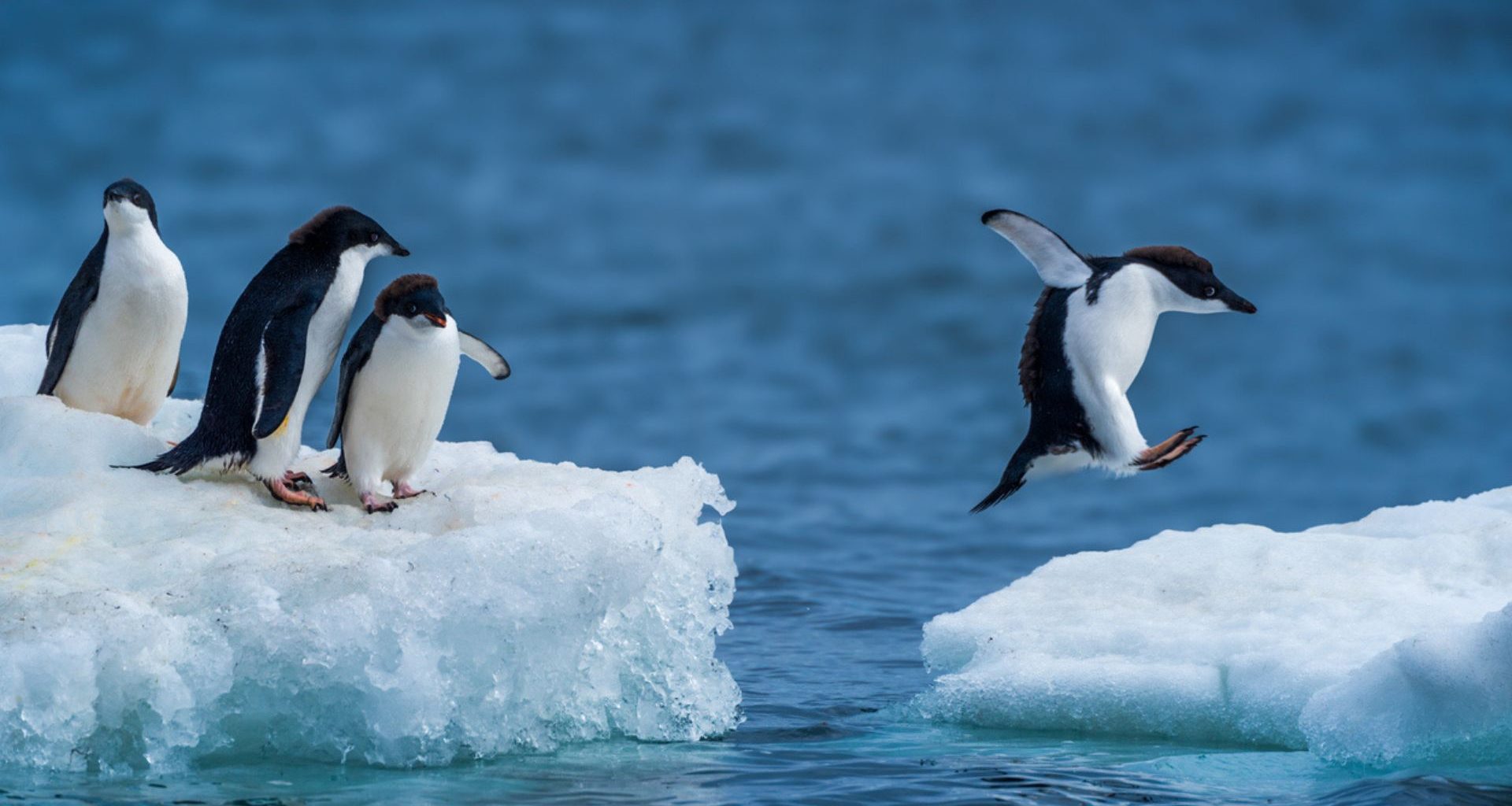 Cocô de pinguim ajuda a formar nuvens e pode salvar a Antártida do aquecimento