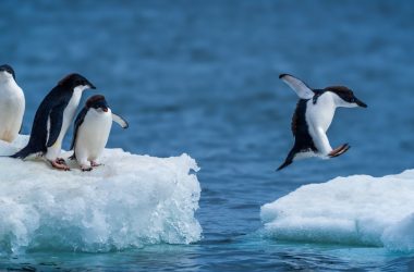 Cocô de pinguim ajuda a formar nuvens e pode salvar a Antártida do aquecimento
