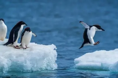 Cocô de pinguim ajuda a formar nuvens e pode salvar a Antártida do aquecimento
