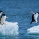 Cocô de pinguim ajuda a formar nuvens e pode salvar a Antártida do aquecimento