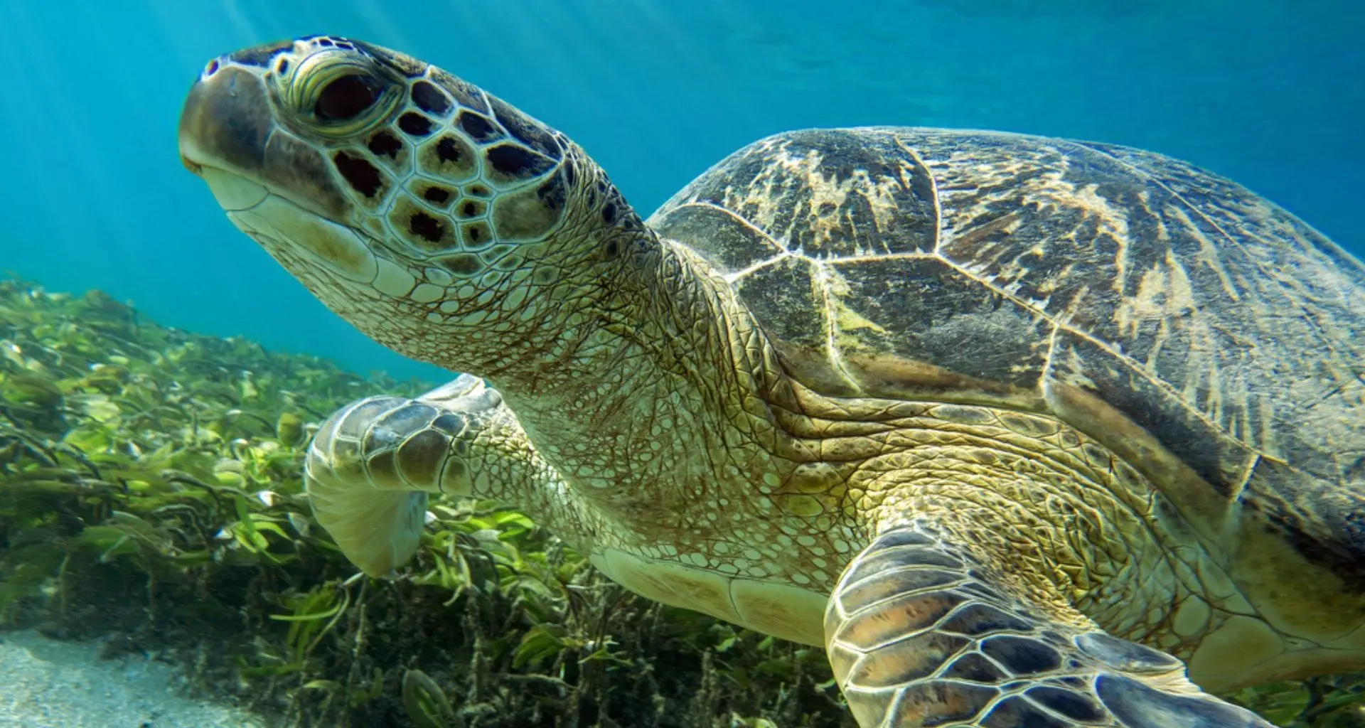 Tartaruga grávida ferida em acidente com barco sobrevive após tomografia que salvou sua vida