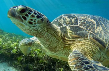 Tartaruga grávida ferida em acidente com barco sobrevive após tomografia que salvou sua vida