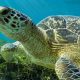 Tartaruga grávida ferida em acidente com barco sobrevive após tomografia que salvou sua vida