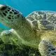Tartaruga grávida ferida em acidente com barco sobrevive após tomografia que salvou sua vida