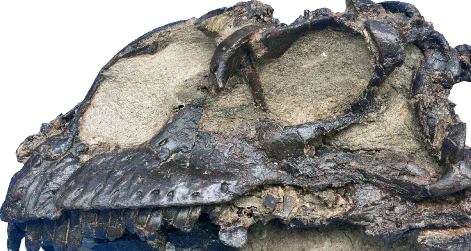 Fóssil de dinossauro de 165 milhões de anos é descoberto! Da era Jurássica Média, bicho é ancestral dos dinos.