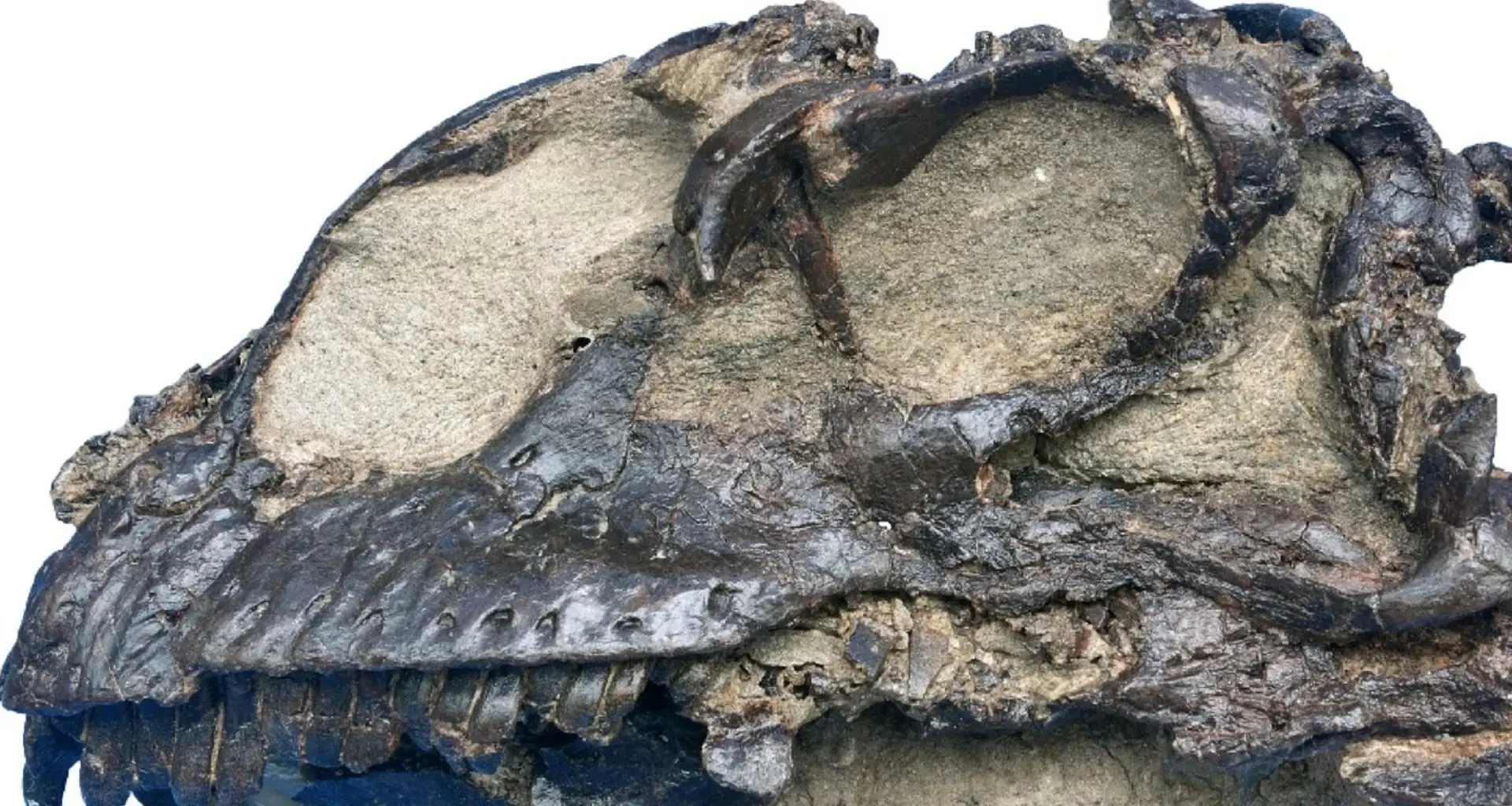 Fóssil de dinossauro de 165 milhões de anos é descoberto! Da era Jurássica Média, bicho é ancestral dos dinos.
