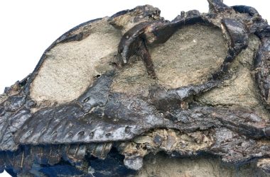 Fóssil de dinossauro de 165 milhões de anos é descoberto! Da era Jurássica Média, bicho é ancestral dos dinos.