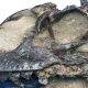 Fóssil de dinossauro de 165 milhões de anos é descoberto! Da era Jurássica Média, bicho é ancestral dos dinos.