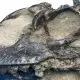 Fóssil de dinossauro de 165 milhões de anos é descoberto! Da era Jurássica Média, bicho é ancestral dos dinos.