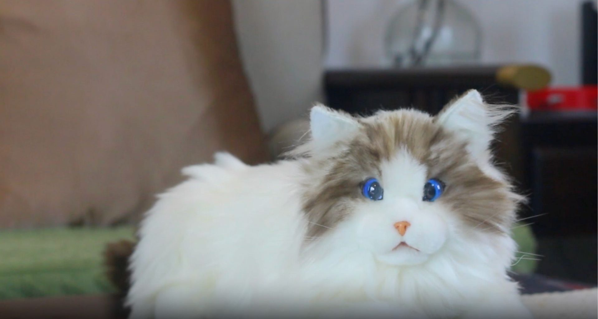 Gatinhos robôs iluminados alegram crianças e idosos isolados na Austrália