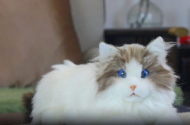 Gatinhos robôs iluminados alegram crianças e idosos isolados na Austrália