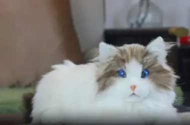 Gatinhos robôs iluminados alegram crianças e idosos isolados na Austrália