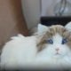 Gatinhos robôs iluminados alegram crianças e idosos isolados na Austrália