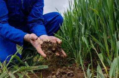 Pesquisadores encontram microplásticos em minhocas e solo, alerta para risco ao meio ambiente