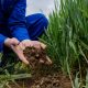 Pesquisadores encontram microplásticos em minhocas e solo, alerta para risco ao meio ambiente