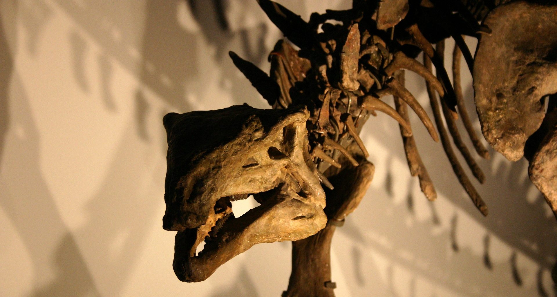 Fóssil de dinossauro pode revelar segredo para novos tratamentos contra o câncer