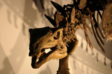 Fóssil de dinossauro pode revelar segredo para novos tratamentos contra o câncer