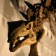 Fóssil de dinossauro pode revelar segredo para novos tratamentos contra o câncer