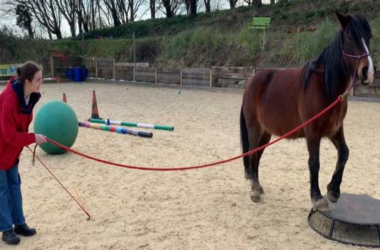 Cavalos inspiram robôs que ajudam na recuperação emocional das pessoas