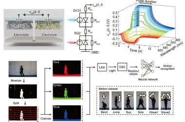 Sinapse artificial autoalimentada imita como os olhos humanos enxergam cores
